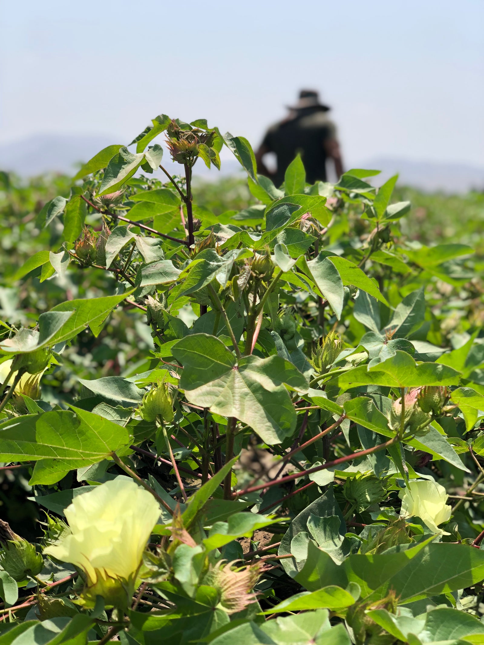 Man walking through cotton field in Peru