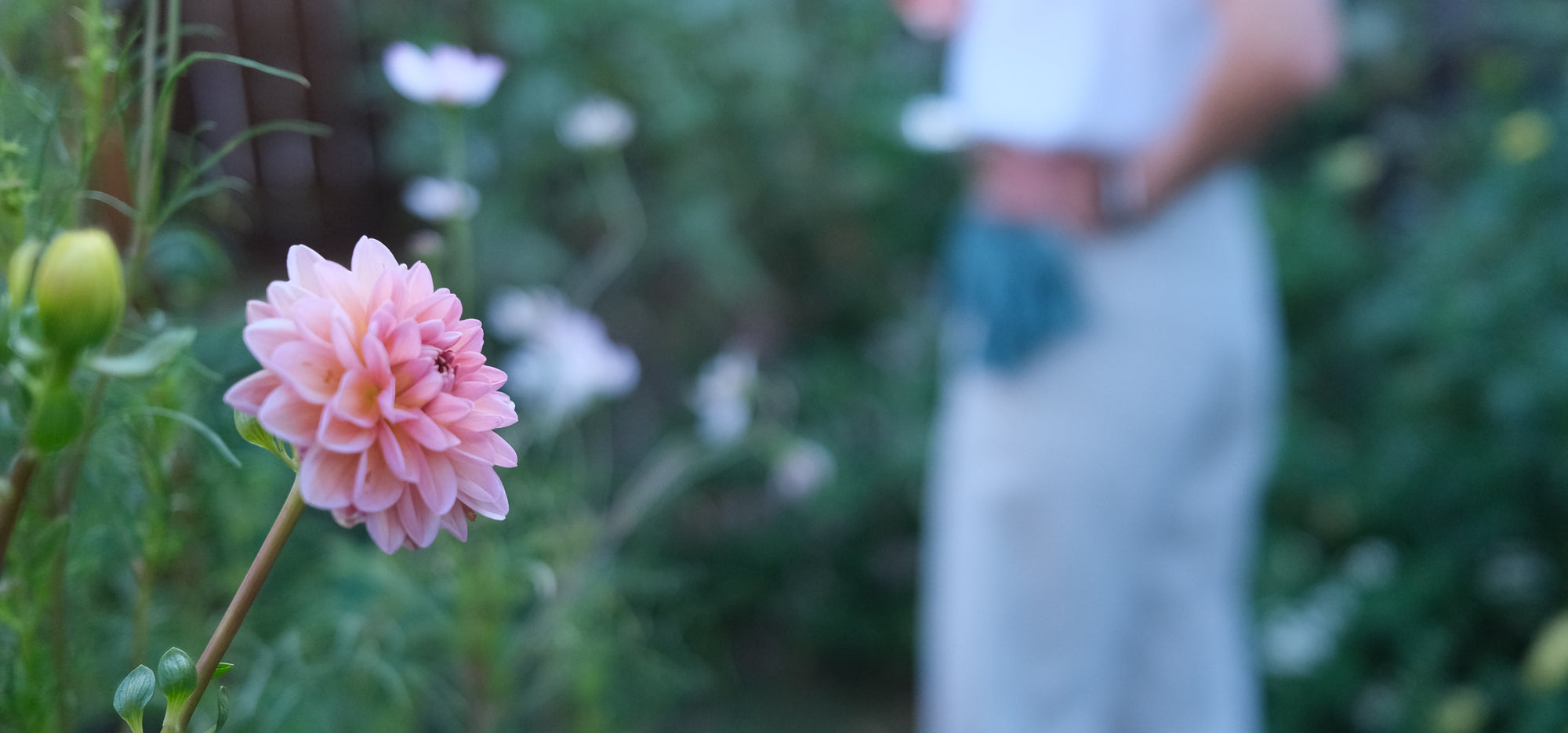pink dahlia in a home garden with person standing the background
